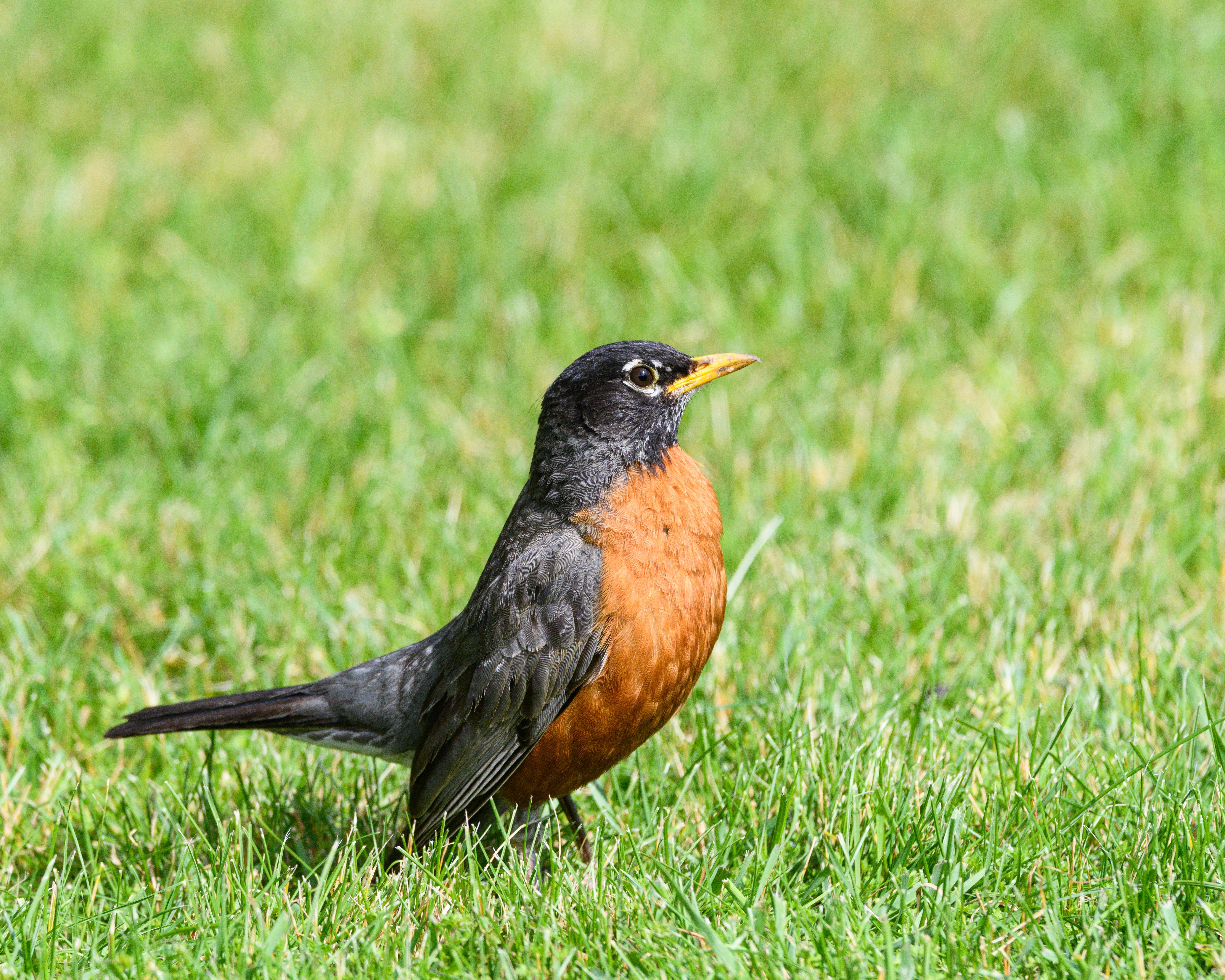 Vibrant American Robin on Green Grass Lawn · Free Stock Photo