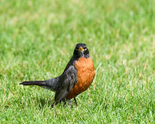 Free Vibrant American robin on green grass, showcasing its distinct red breast in sunlight. Stock Photo