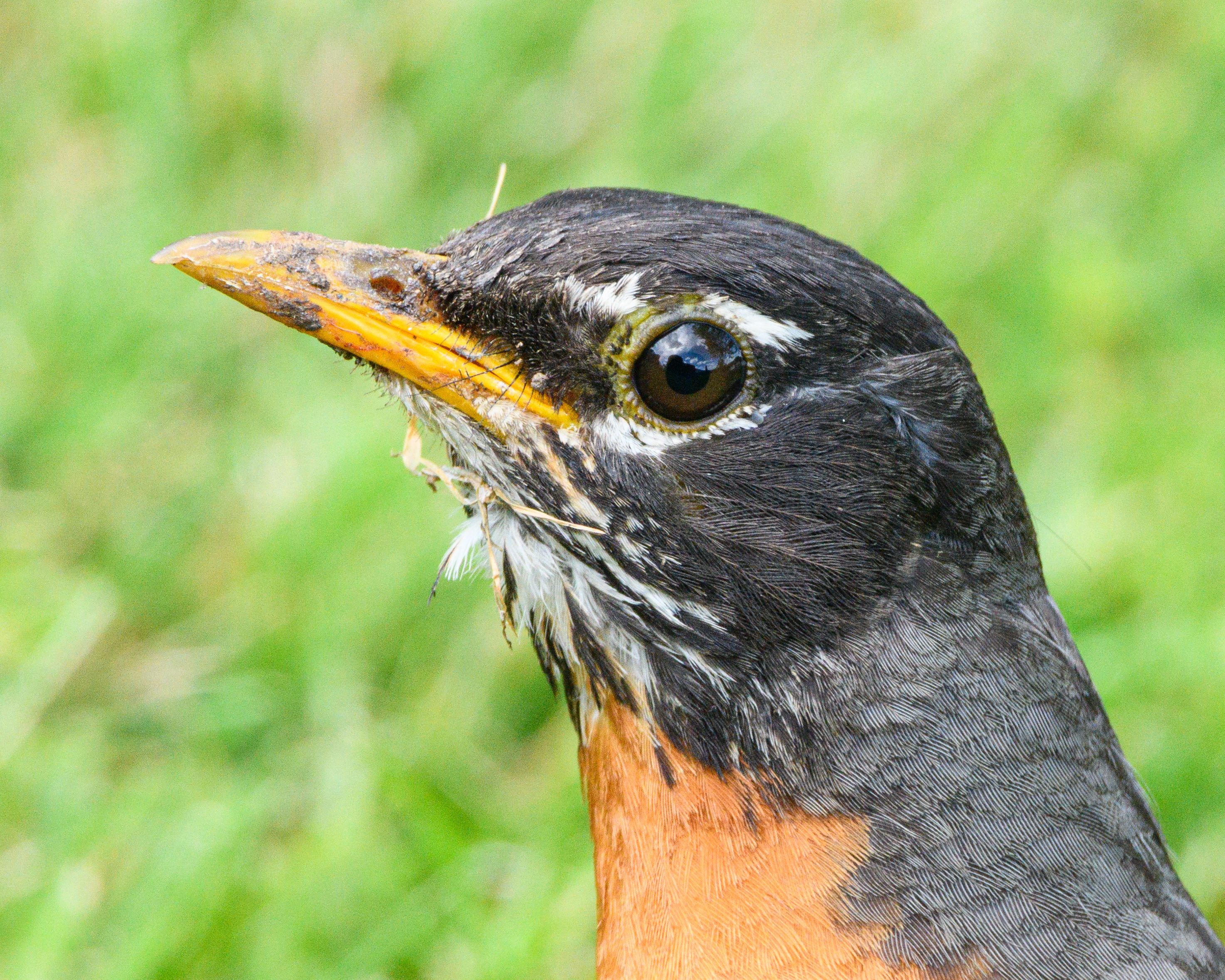 Close-Up of American Robin in Natural Habitat · Free Stock Photo