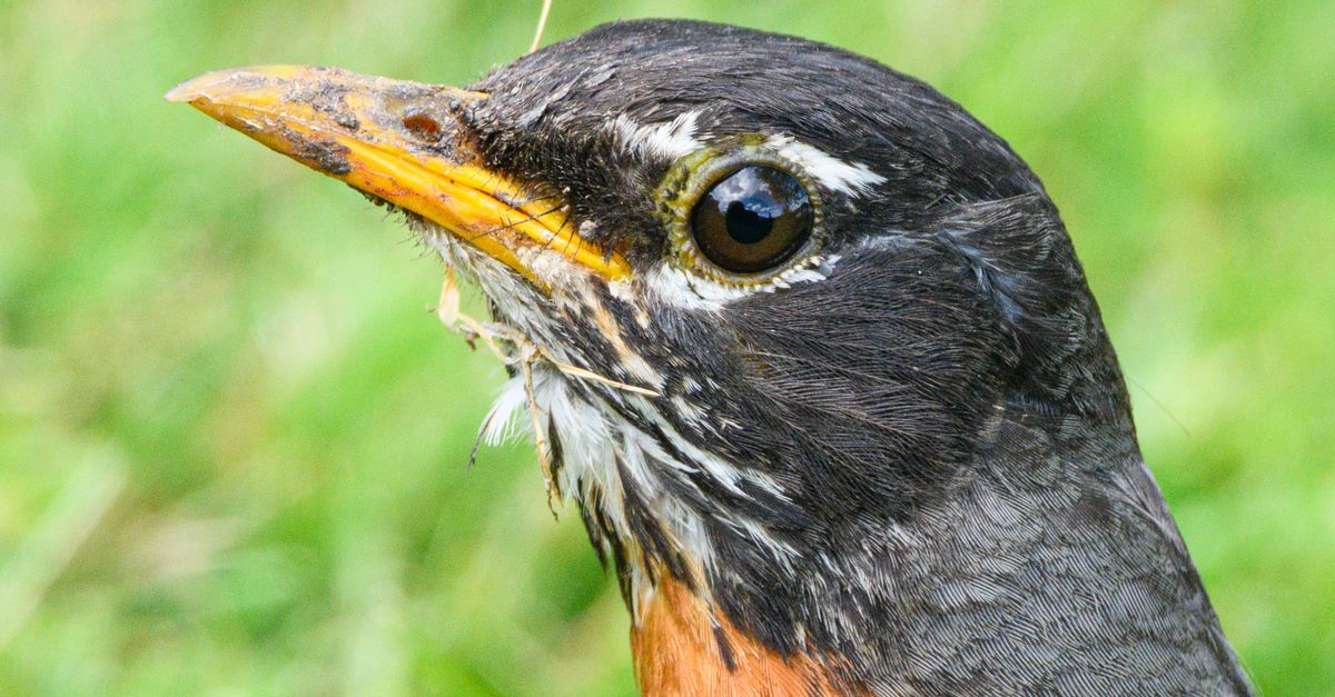 Robin In Nature Close-Up of American Robin in Natural Habitat · Free Stock Photo