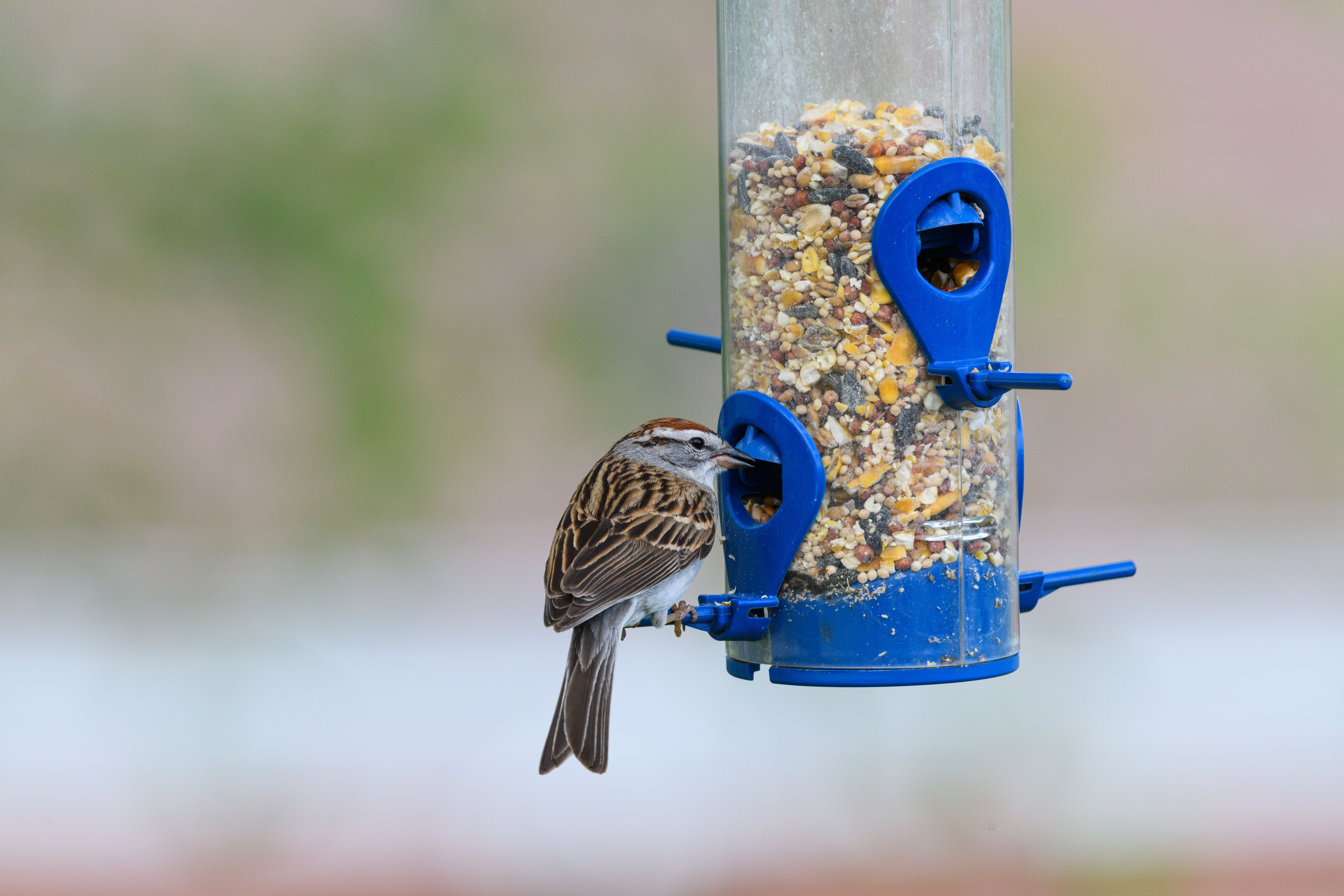 best bird seed for wild birds backyard 6. Premium Mixed Seed Blends