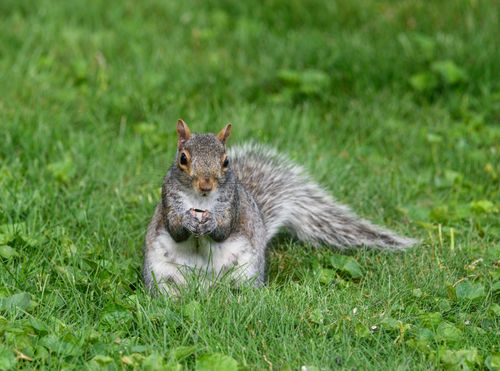 Free Eastern Gray Squirrel sitting on grass holding a nut, vivid outdoor shot. Stock Photo