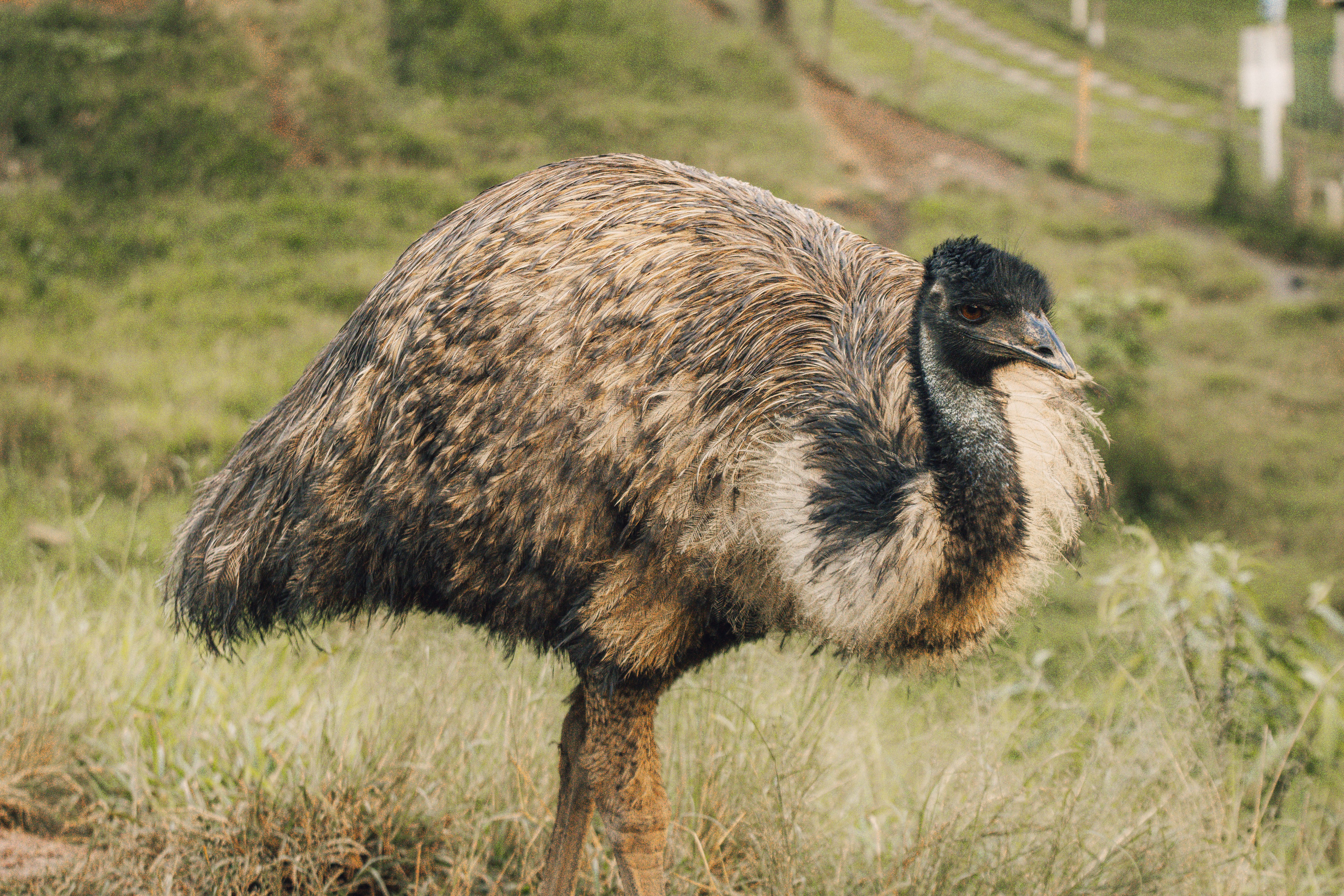 Close-Up of Emu in Natural Habitat · Free Stock Photo