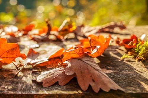 Free Selective Focus Photo of Dried Leaves Stock Photo