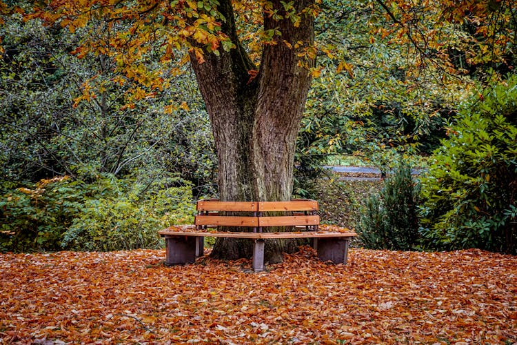 Brown Wooden Bench Under Tree