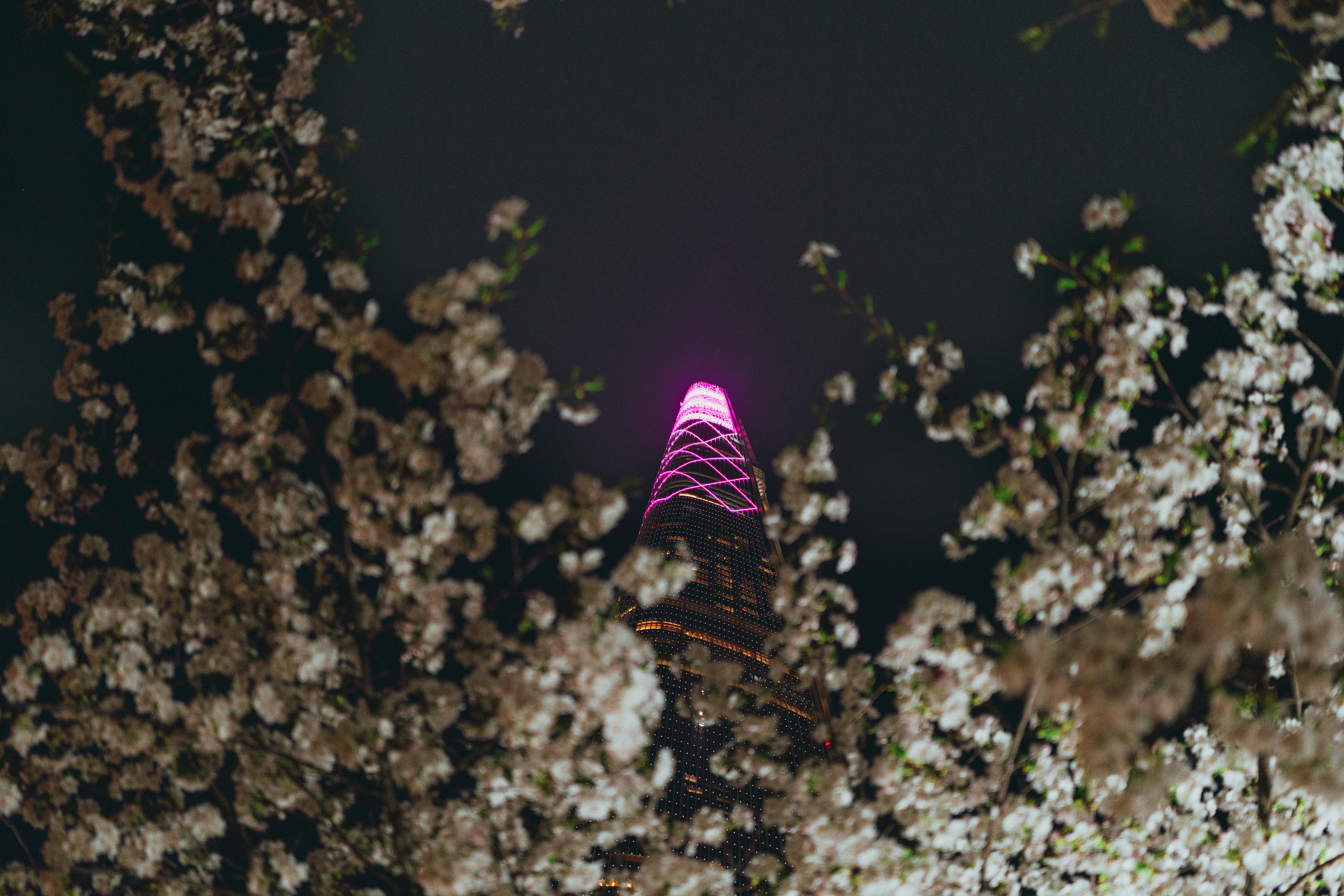Captivating night view of Seoul tower framed by cherry blossoms.