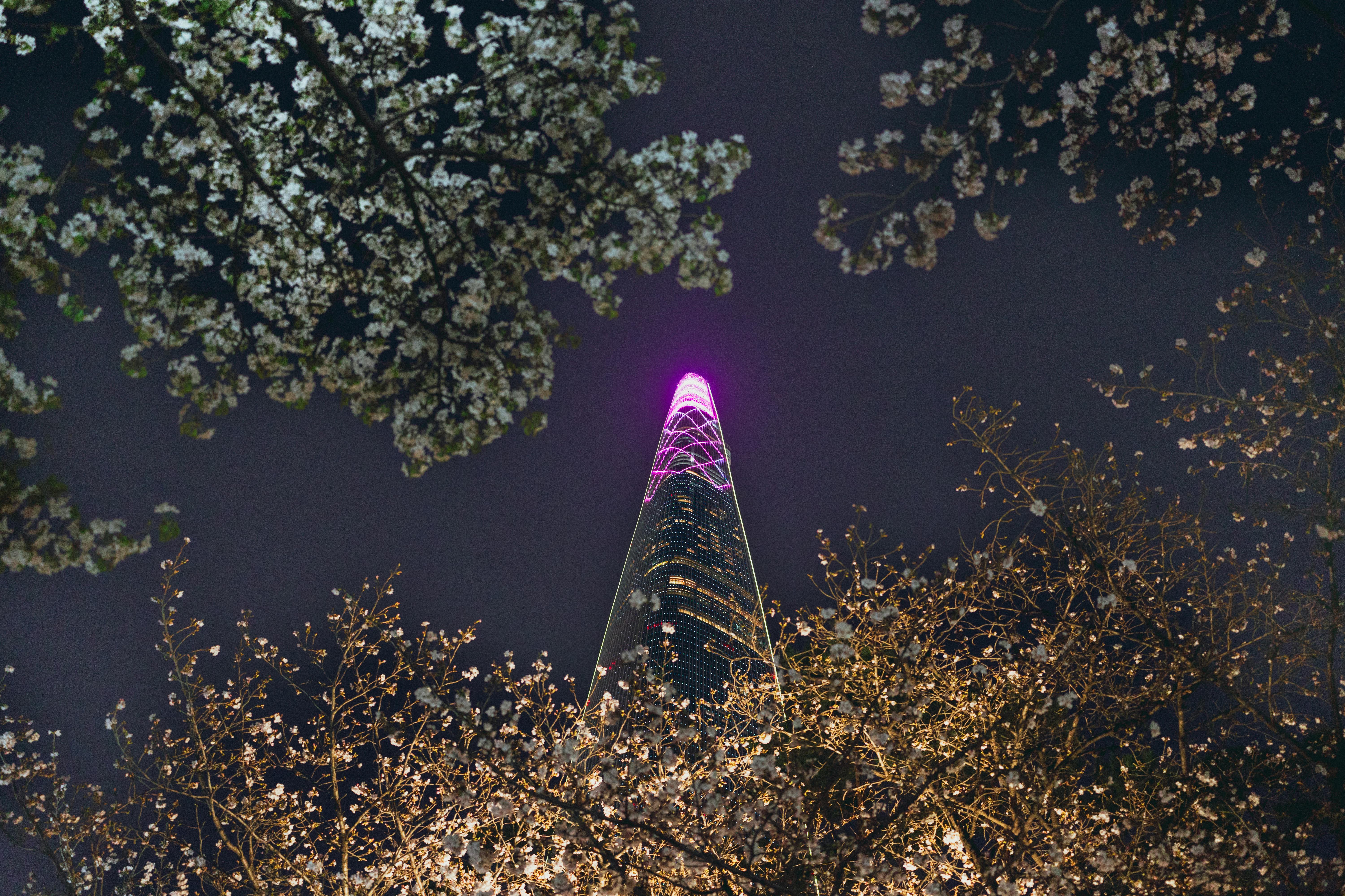 A stunning view of cherry blossoms framing the illuminated Lotte World Tower at night in Seoul, South Korea.