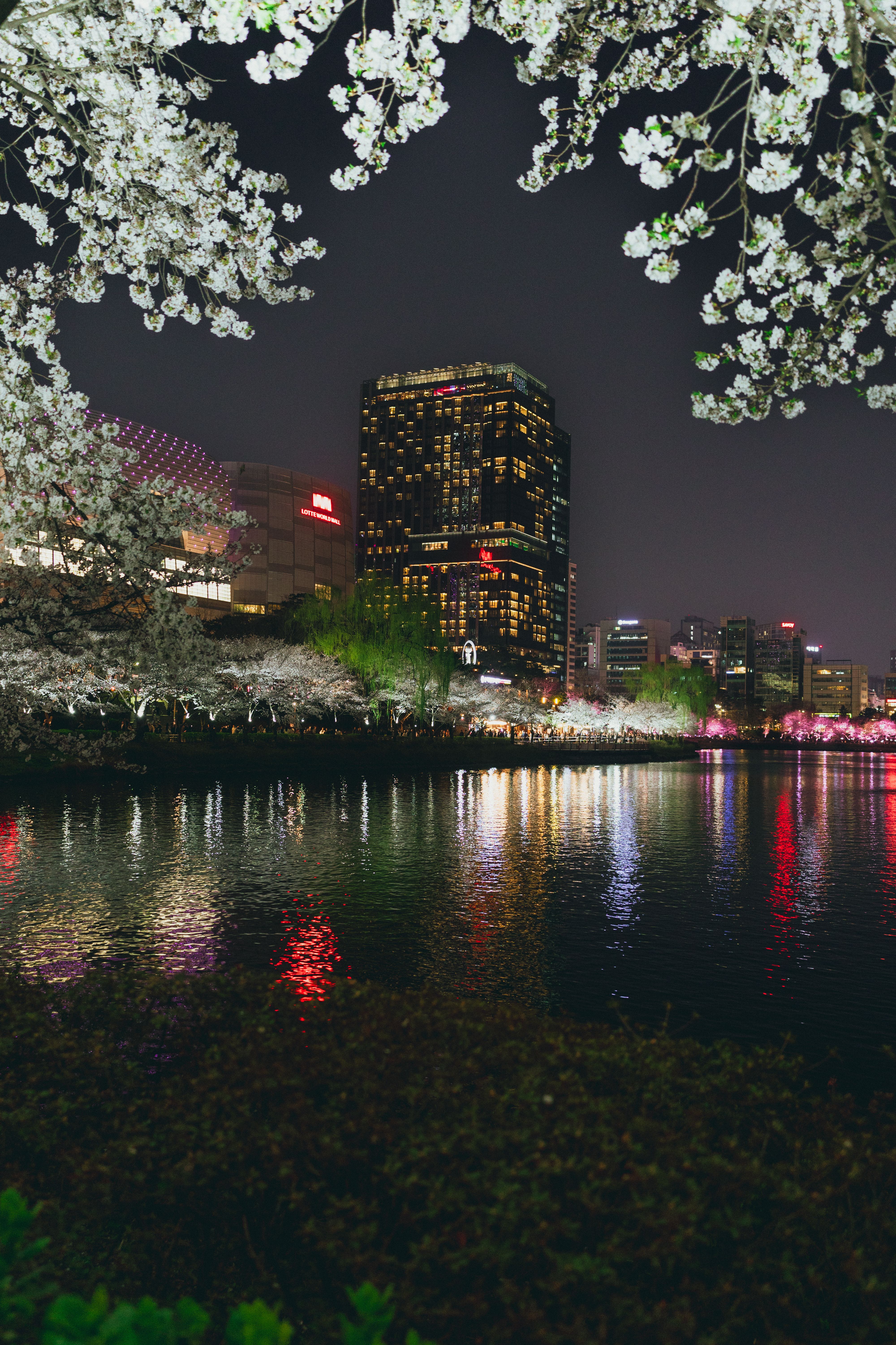 Nighttime Cityscape with Cherry Blossoms in Full Bloom · Free Stock Photo