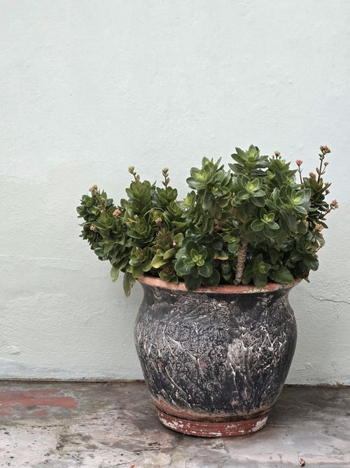 Free A lush succulent plant sits in a weathered ceramic pot against a minimalist backdrop. Stock Photo