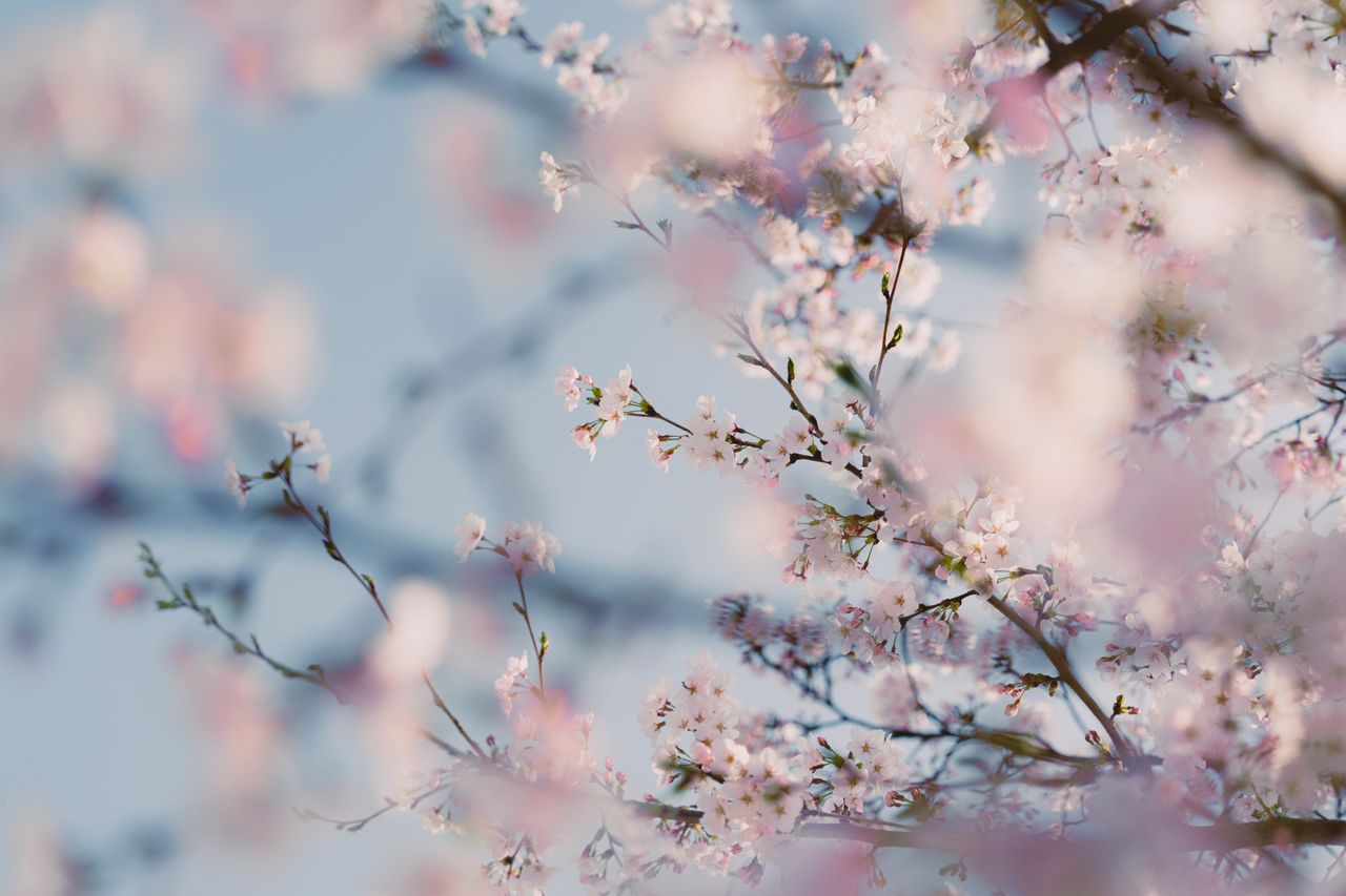 delicate cherry blossoms signaling spring in seoul south korea