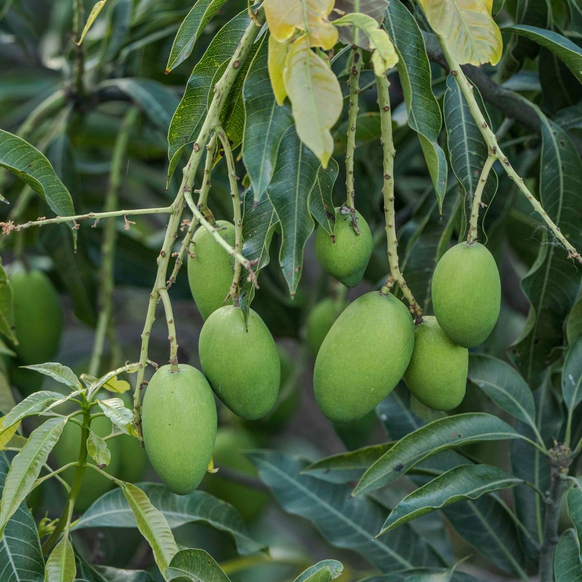 Grafted Apple Mango fruit