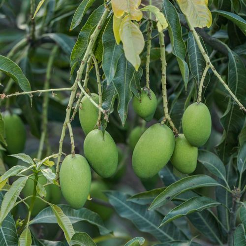 Grafted Apple Mango