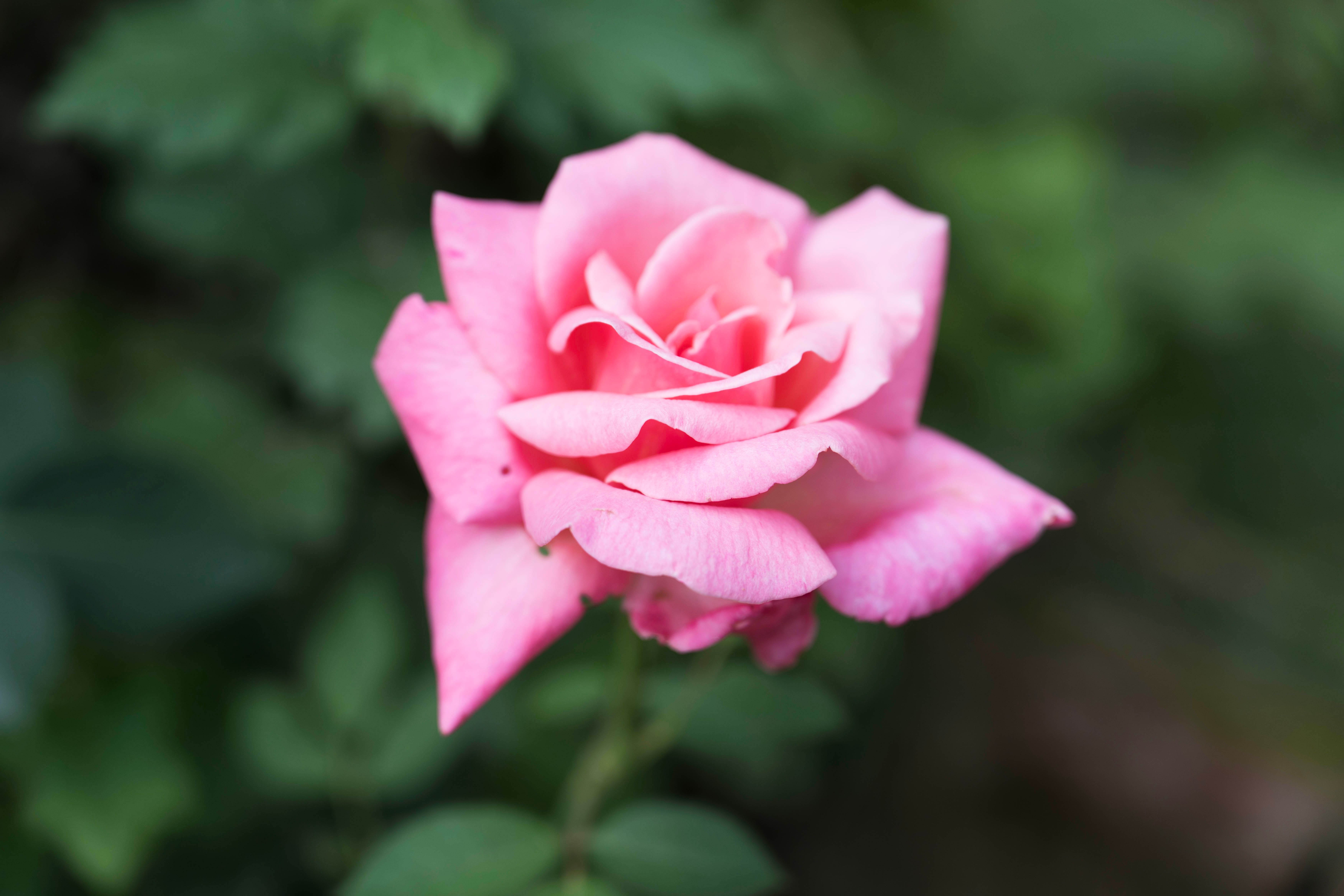 Beautiful Pink Rose Bloom in Soft Focus · Free Stock Photo