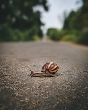 Detailed image of a snail on a road in a lush, natural setting.