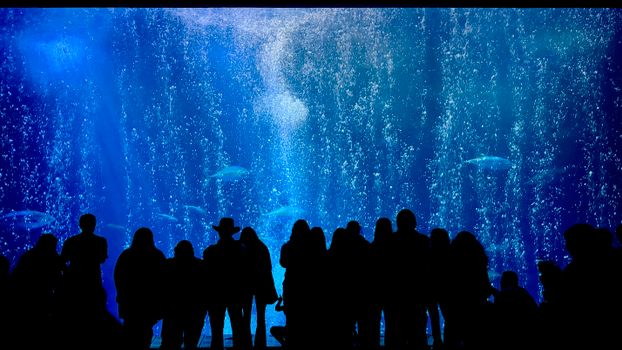 A group of people silhouetted against a large aquarium display at Monterey Bay Aquarium.