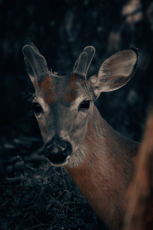 Free A detailed close-up of a deer in the forest with a moody background. Stock Photo