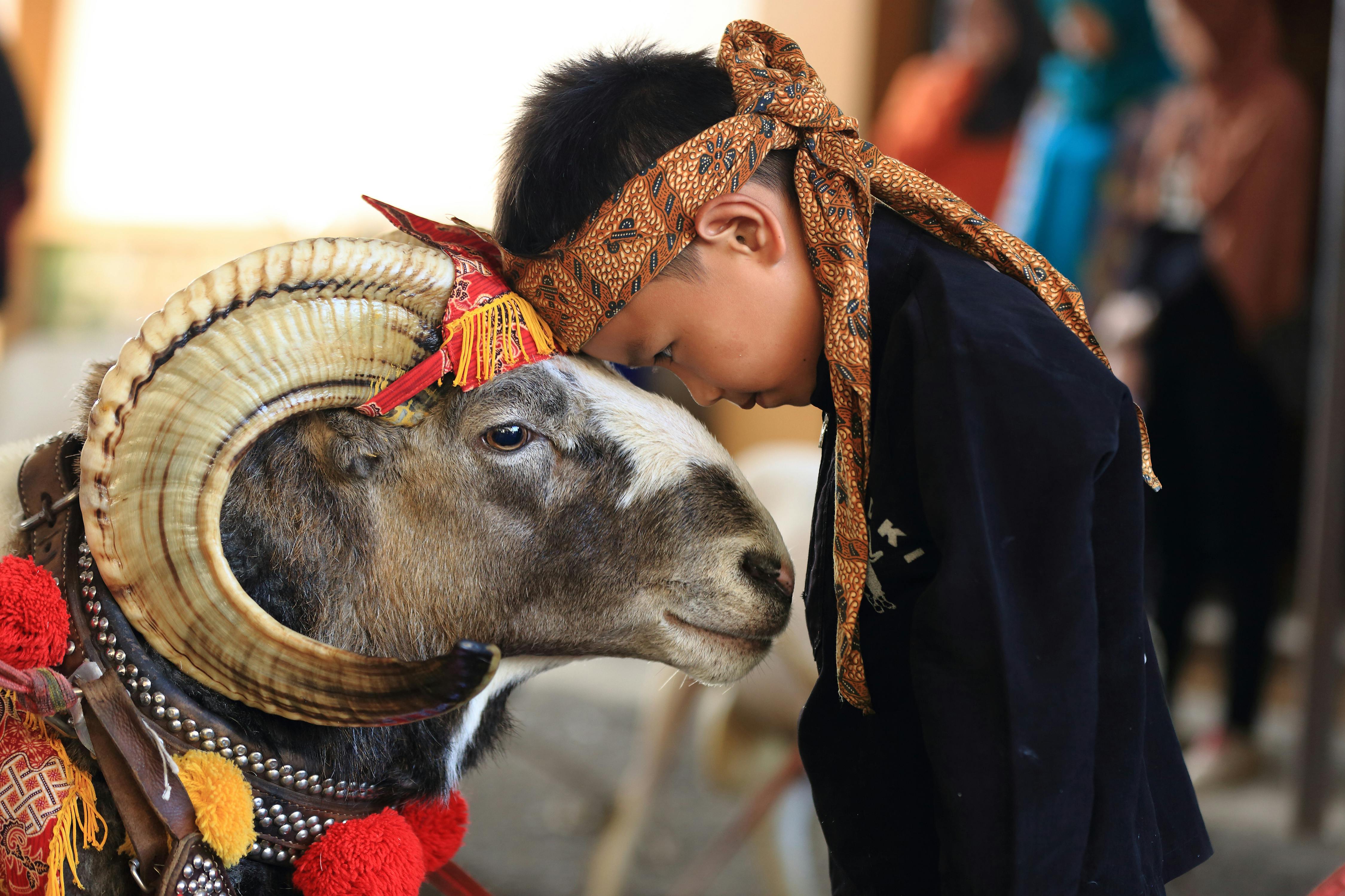 grátis Um menino cria um vínculo afetuoso com um carneiro decorado de forma tradicional em Java Ocidental, Indonésia. Foto profissional