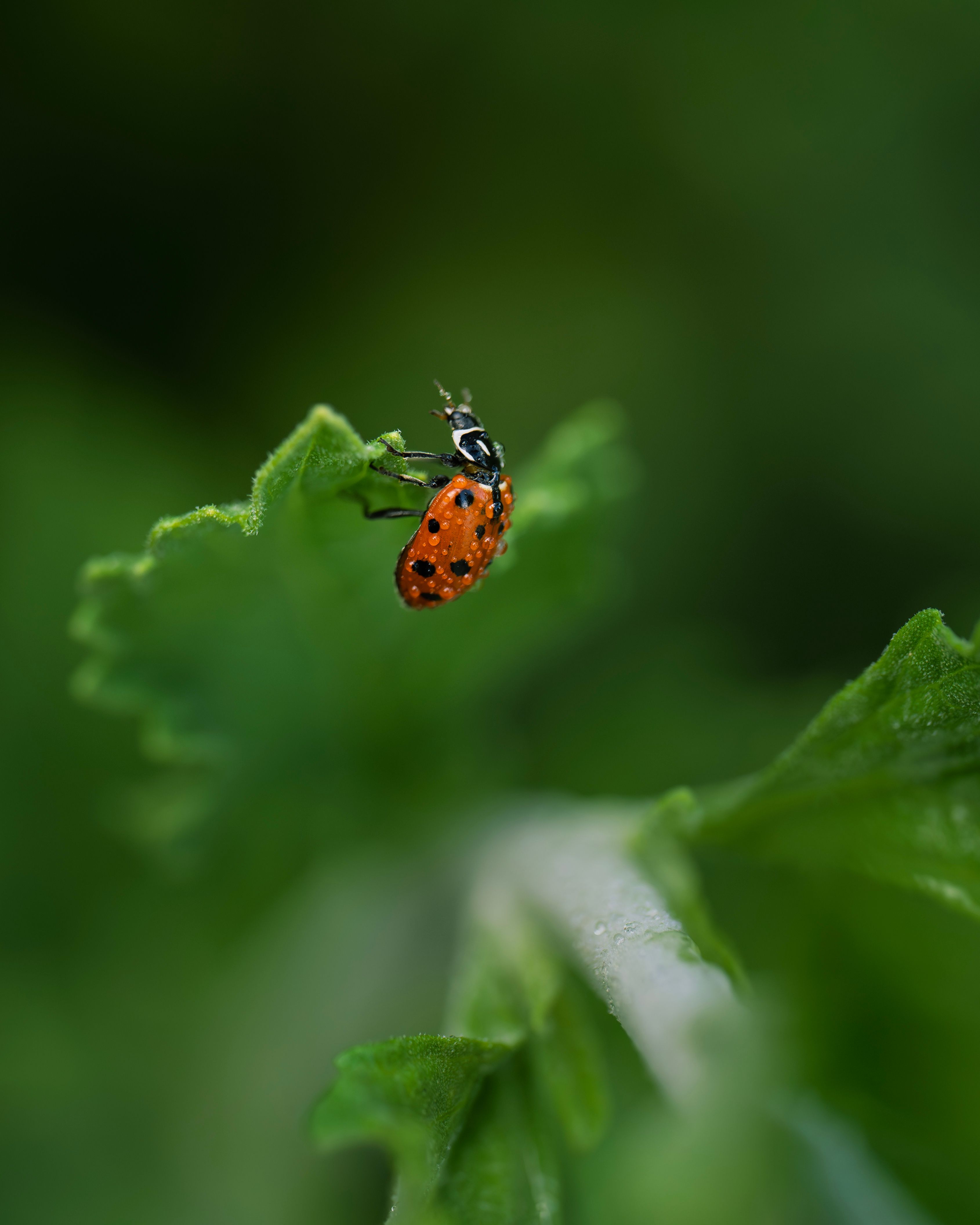Vibrant Ladybug on Leaf in Natural Habitat · Free Stock Photo