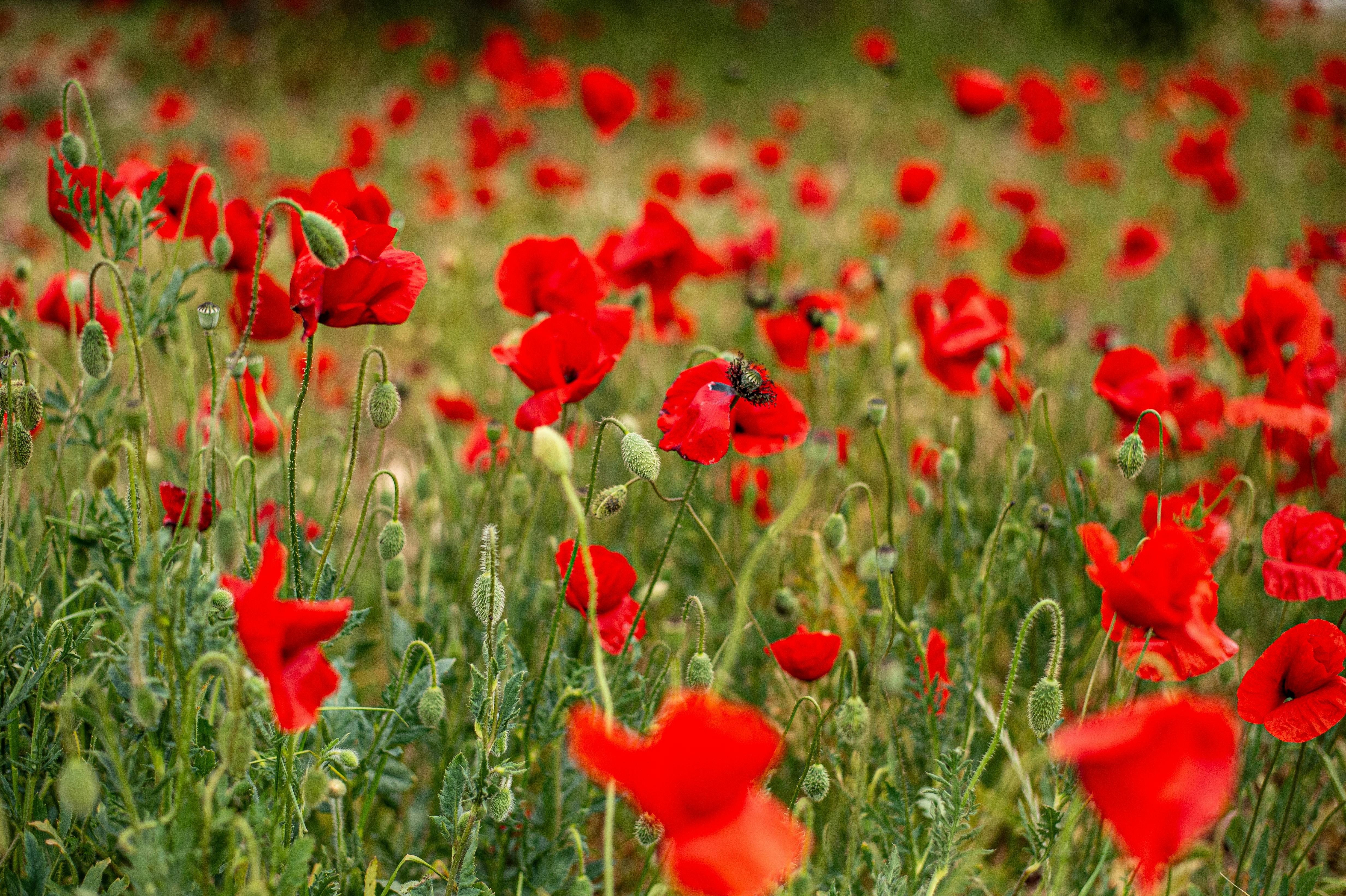 Kostnadsfria En fascinerande utsikt över ett livfullt fält fyllt med blommande röd vallmo, som utstrålar naturlig skönhet och lugn. Stock foto