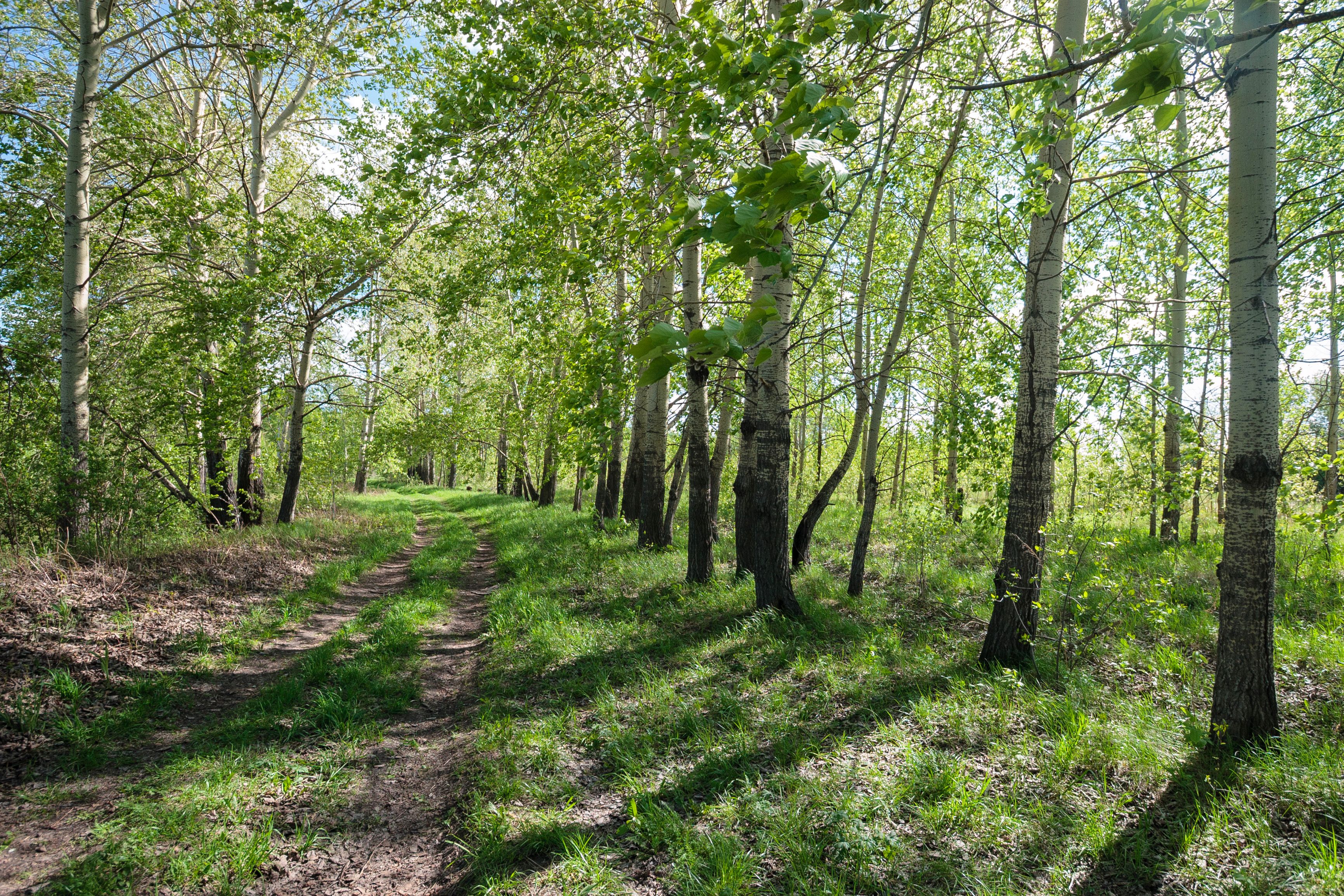 Peaceful Forest Path with Sunlit Birch Trees · Free Stock Photo