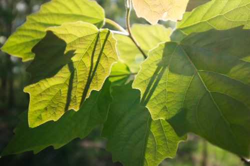 Free Sunlit leaves with intricate patterns and shadows in summertime, outdoors. Stock Photo