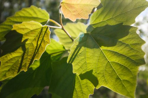 Free Close-up of sunlit green leaves showcasing crisp textures and vibrant spring colors. Stock Photo