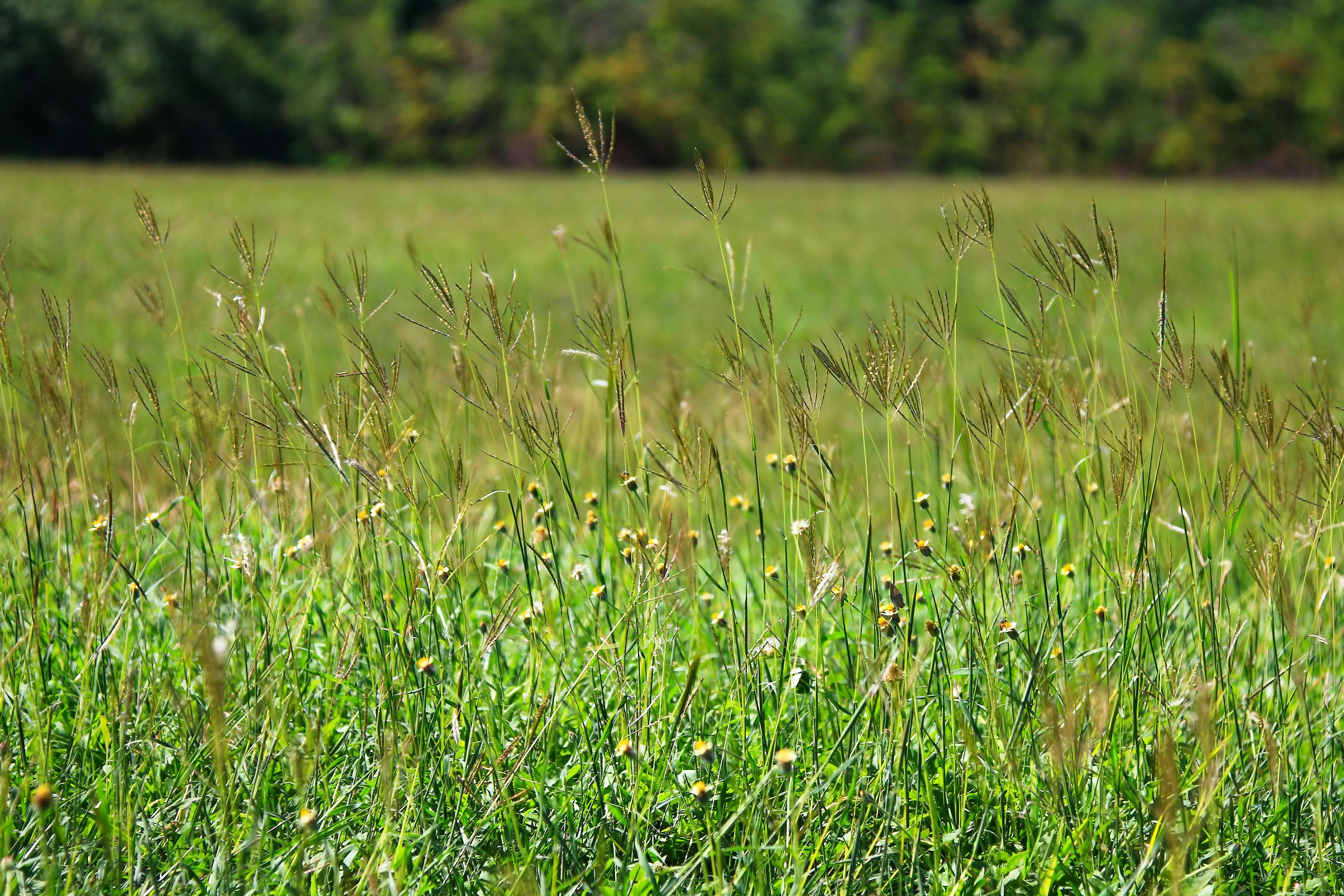 Free stock photo of grass, nature, outdoor