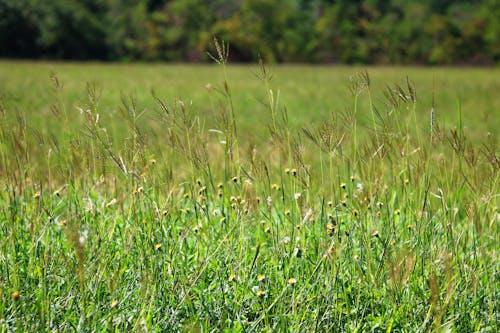 Free stock photo of grass, nature, outdoors Stock Photo
