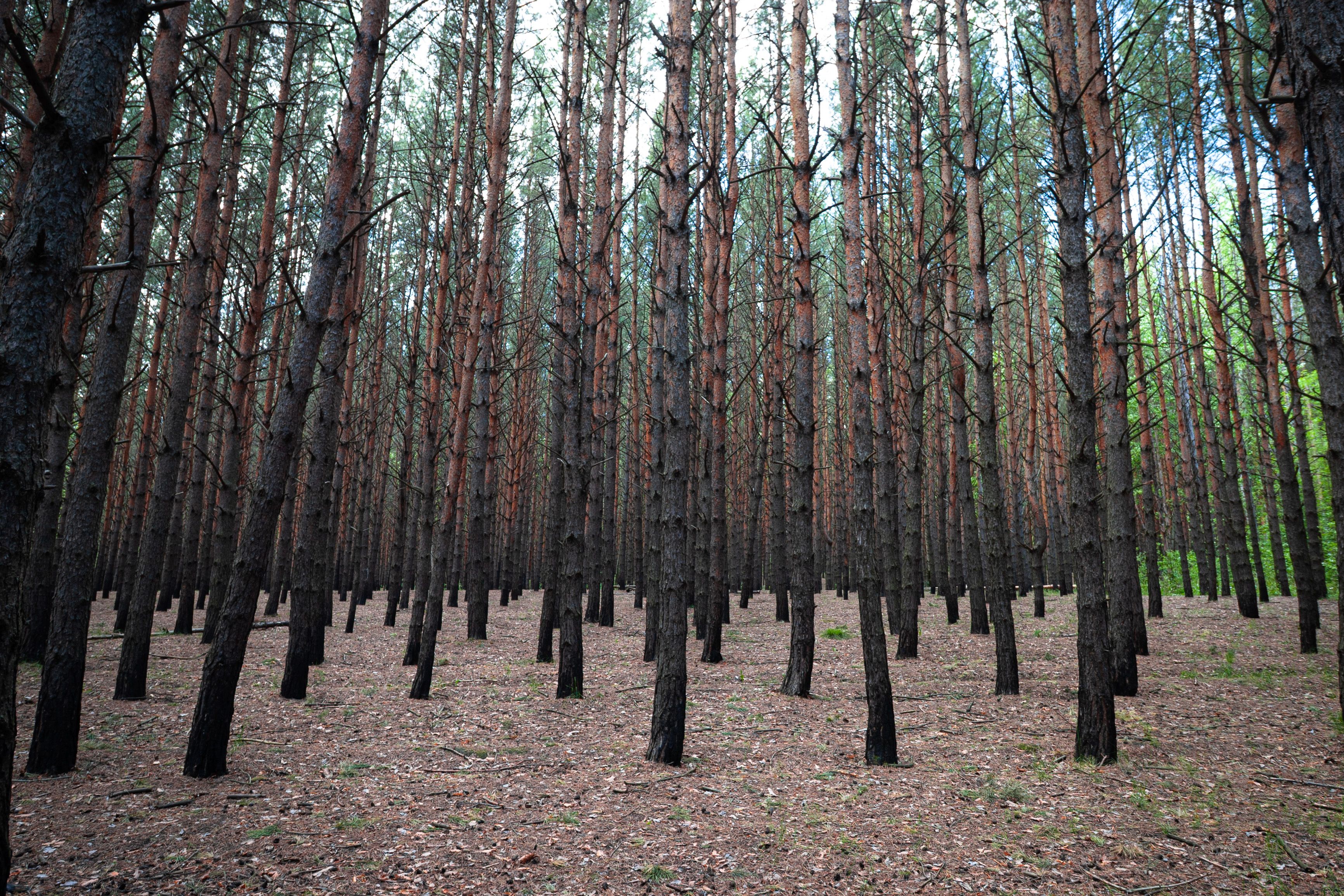 Winter in the Woods | Southern Forest Bus Tours