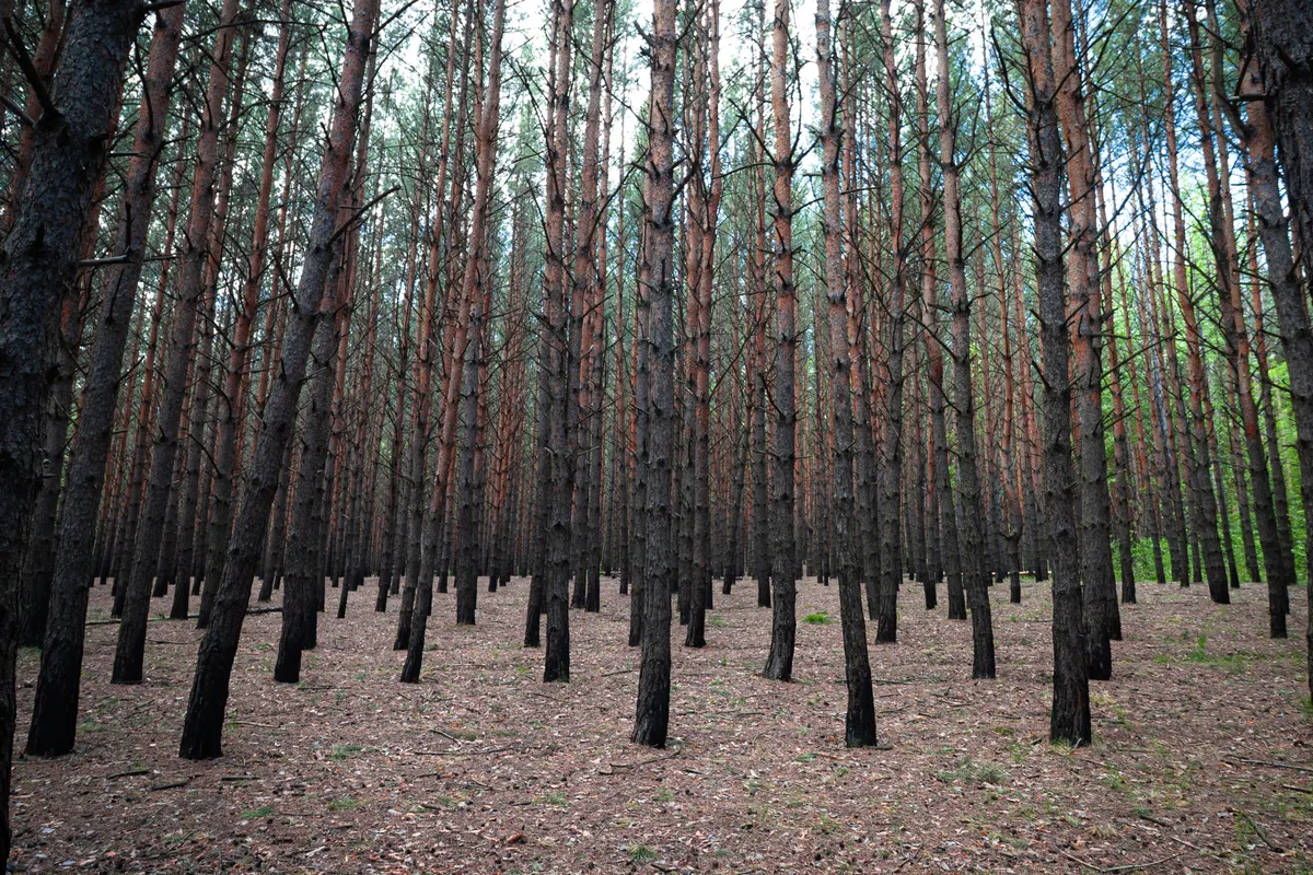 Winter in the Woods | Southern Forest Bus Tours