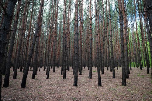 Free An array of tall pine trees in a forest under daylight, showcasing natural beauty and tranquility. Stock Photo