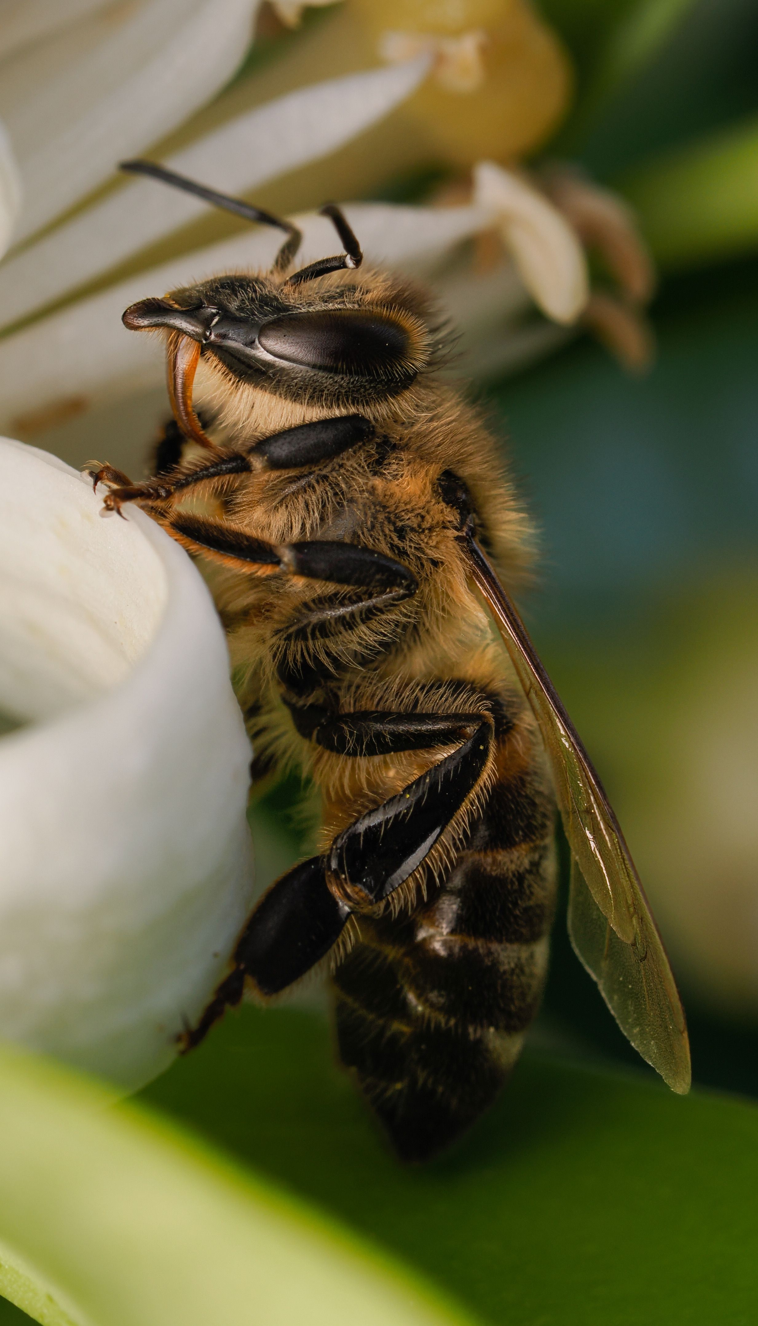 Macro Photography of Bee · Free Stock Photo