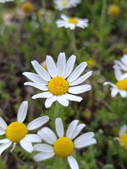 Free Vibrant daisies blooming in a natural setting, showcasing white petals and yellow centers. Stock Photo