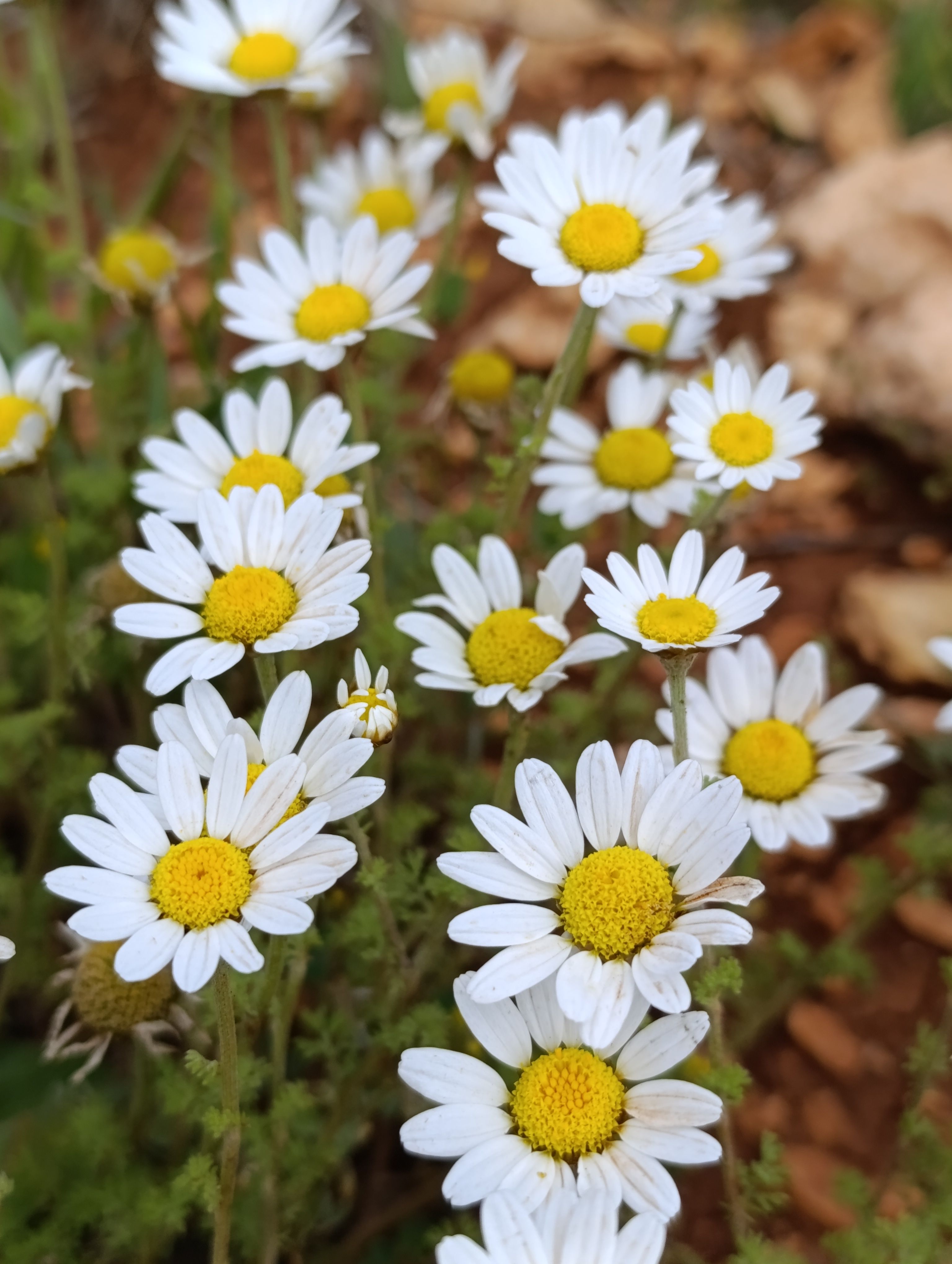 Charming Daisy Blooms in a Rustic Surrounding · Free Stock Photo