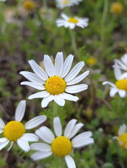 Free Beautiful close-up of daisies with white petals and yellow centers in a lush green meadow. Stock Photo