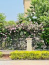 Charming Garden with Pink Roses in Tianjin