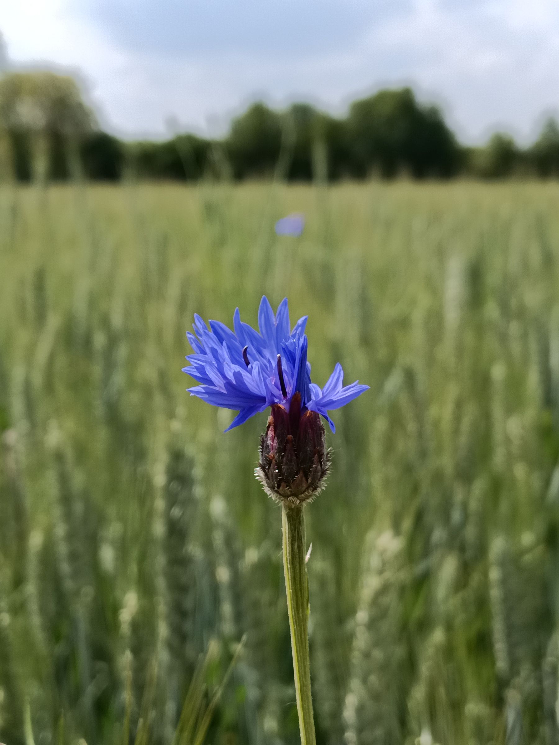 Blue cornflowers blooming outdoors