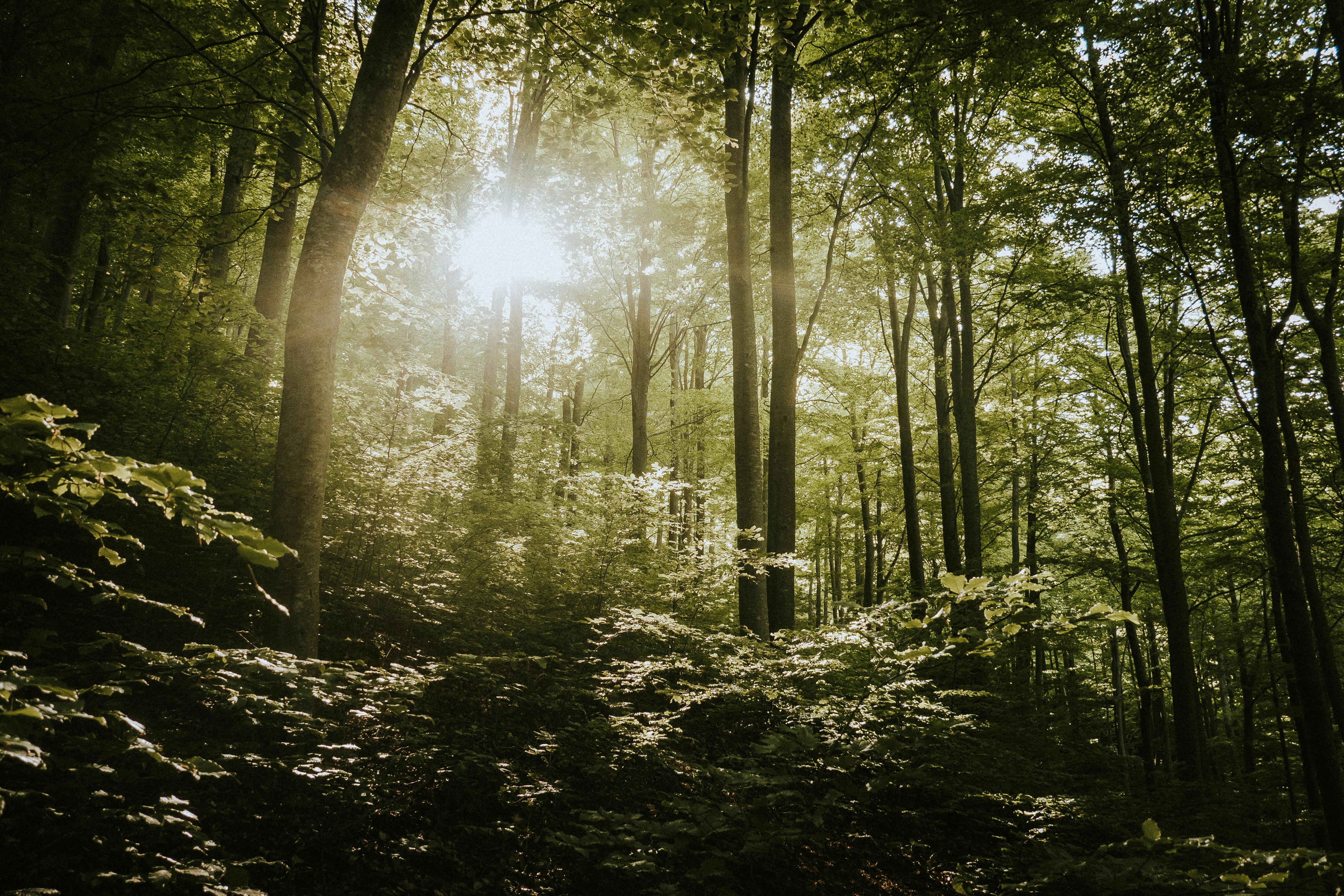 Serene forest scenery with sunlight streaming through lush green trees, capturing a peaceful spring atmosphere.