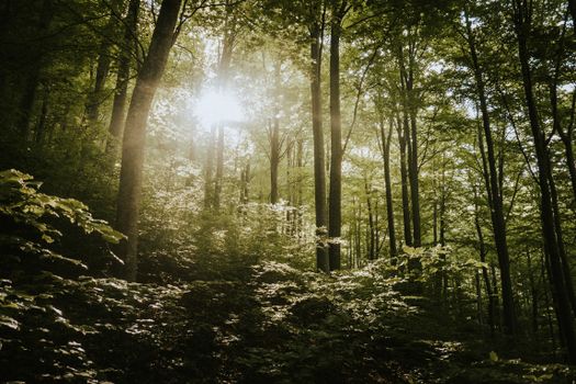 Serene forest scenery with sunlight streaming through lush green trees, capturing a peaceful spring atmosphere.