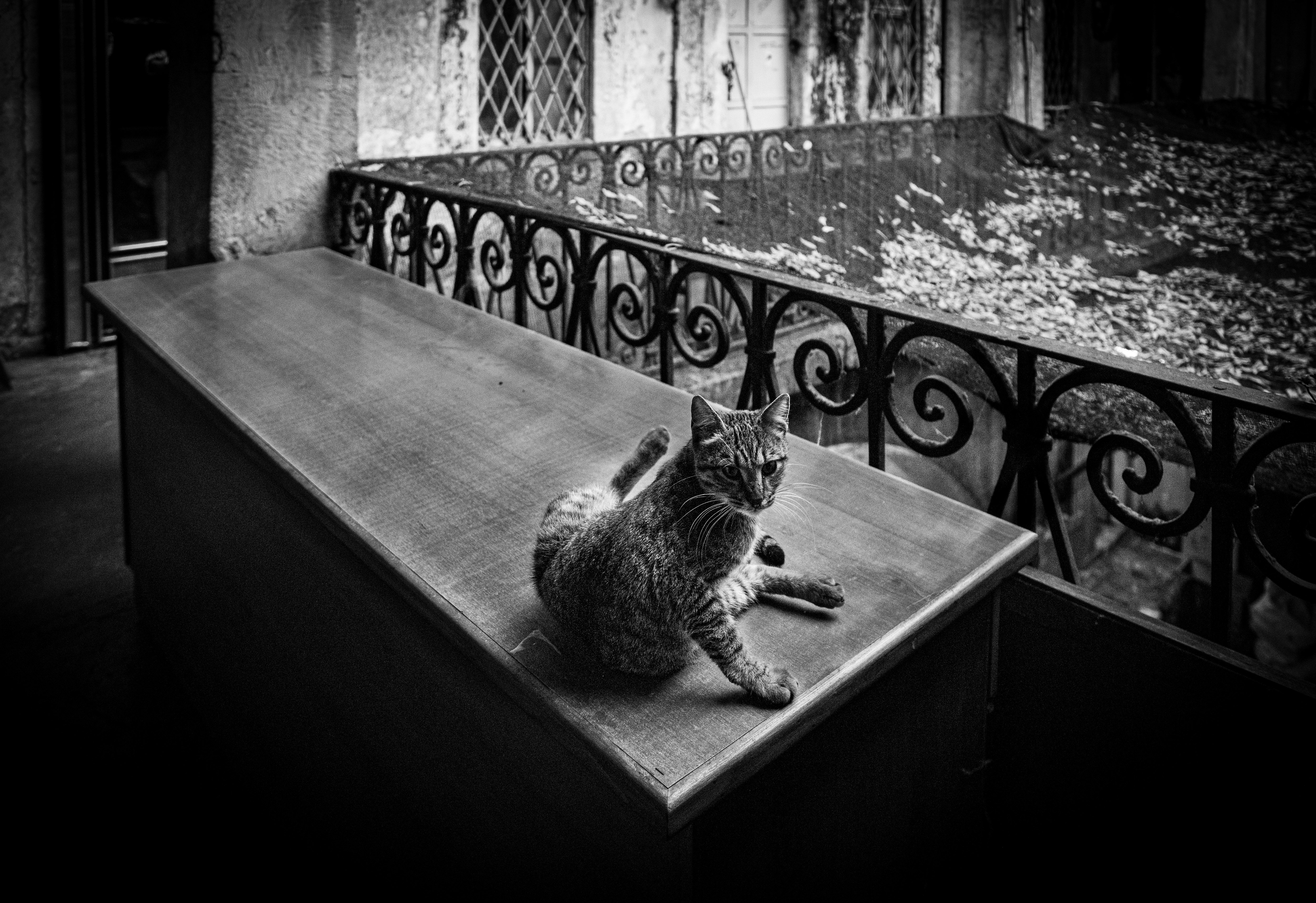 Elegant Black and White Street Cat in Istanbul · Free Stock Photo