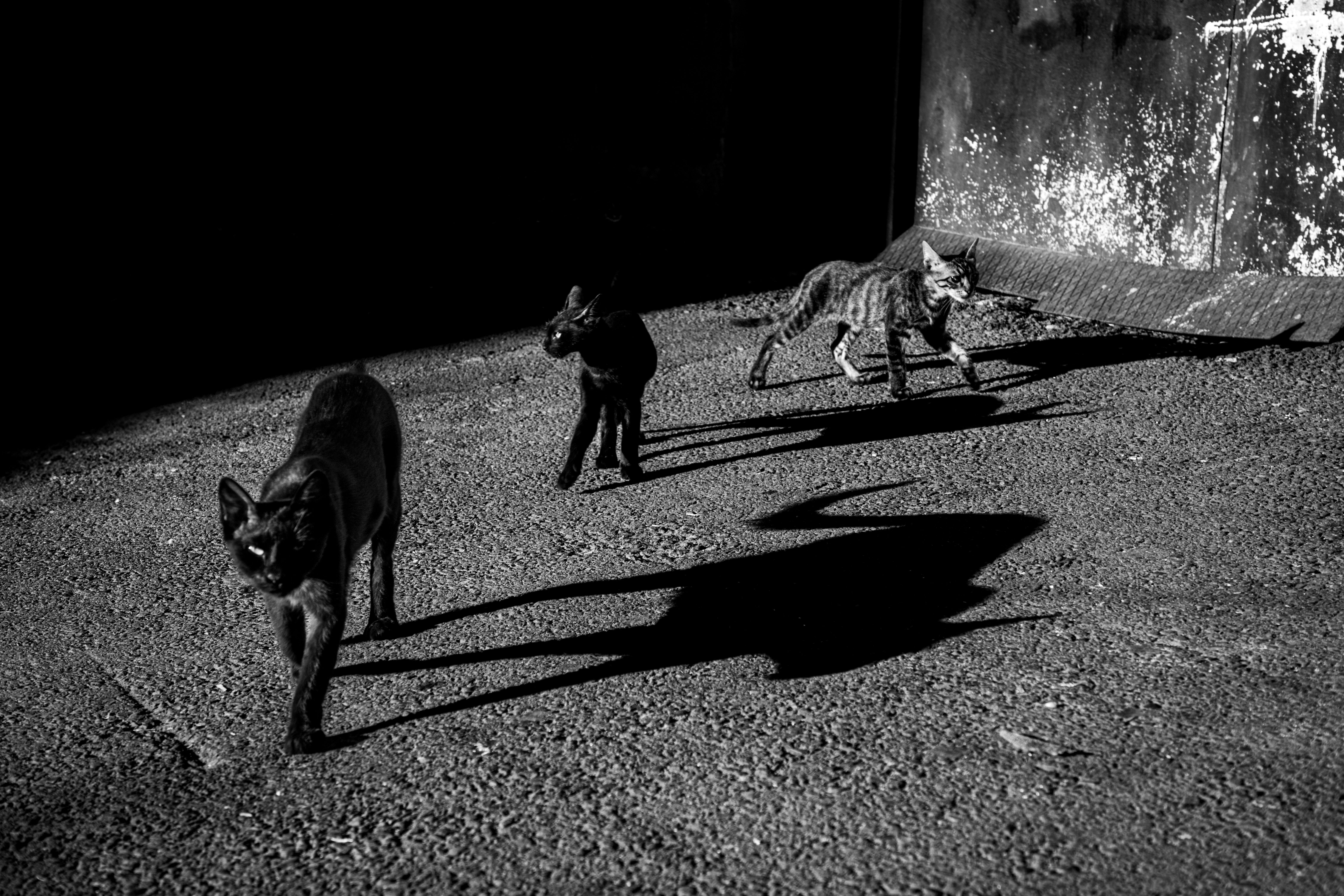 Three cats cast long shadows in a striking black and white shot, captured in an İstanbul alley.