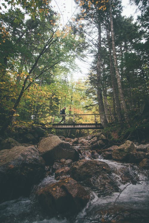 Free stock photo of autumn color, autumn mood, bridge