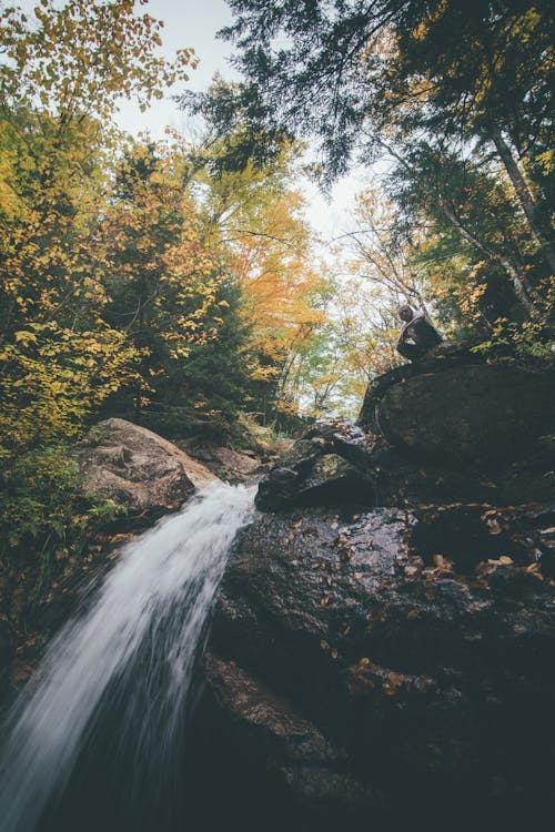 River in Forest