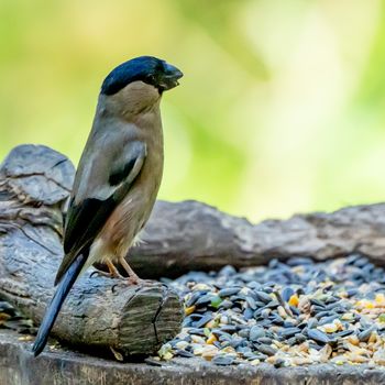 Plastic Bottle Bird Feeder
