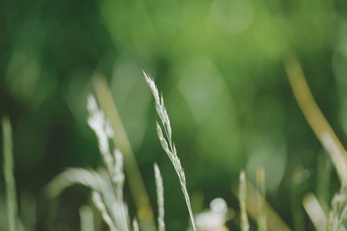 Free Serene close-up of grass blades with a blurred green bokeh background, perfect for nature themes. Stock Photo