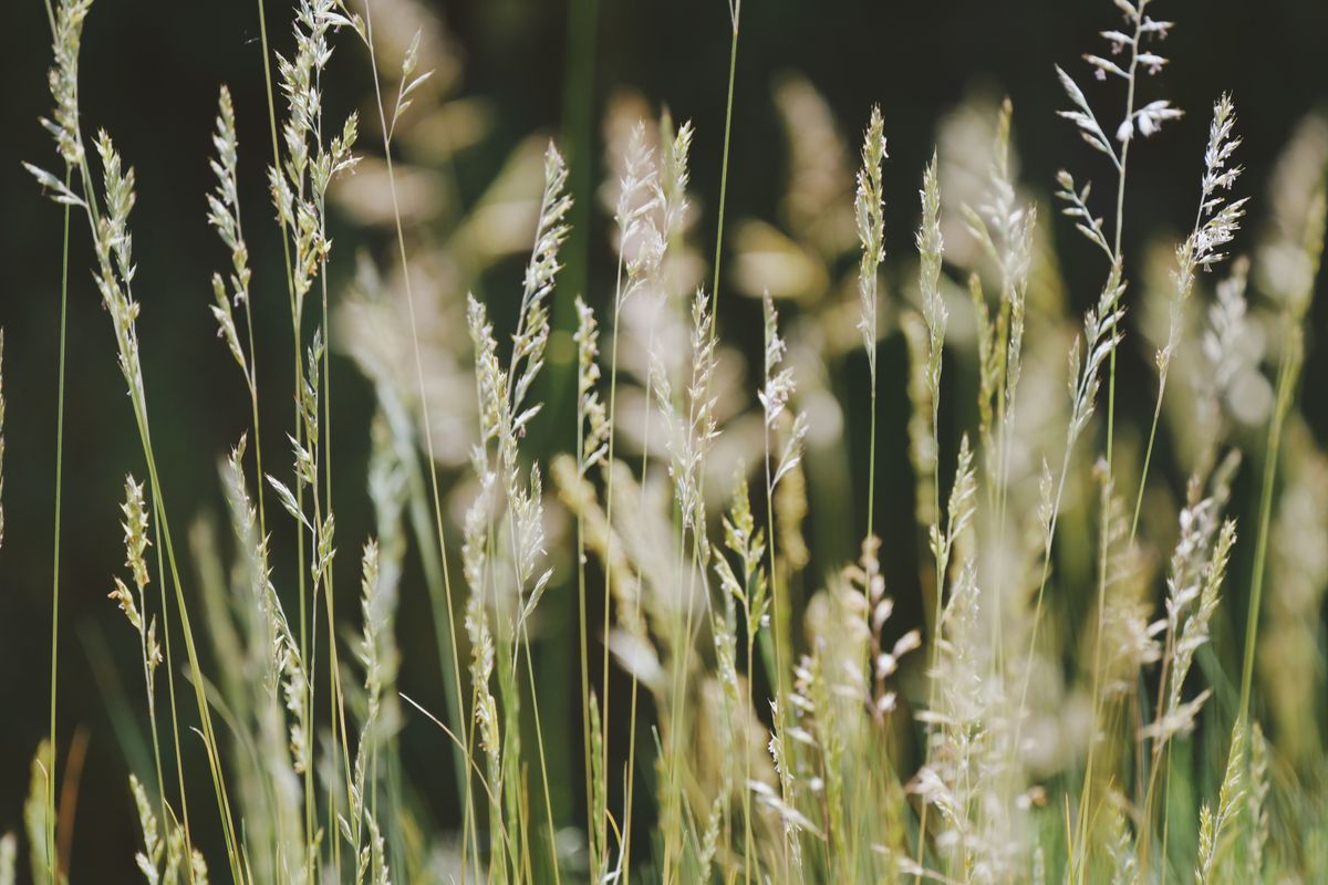 Close-up view of tall grasses illuminated by sunlight, creating a serene — Photo by Mehmet Demiral on Pexels