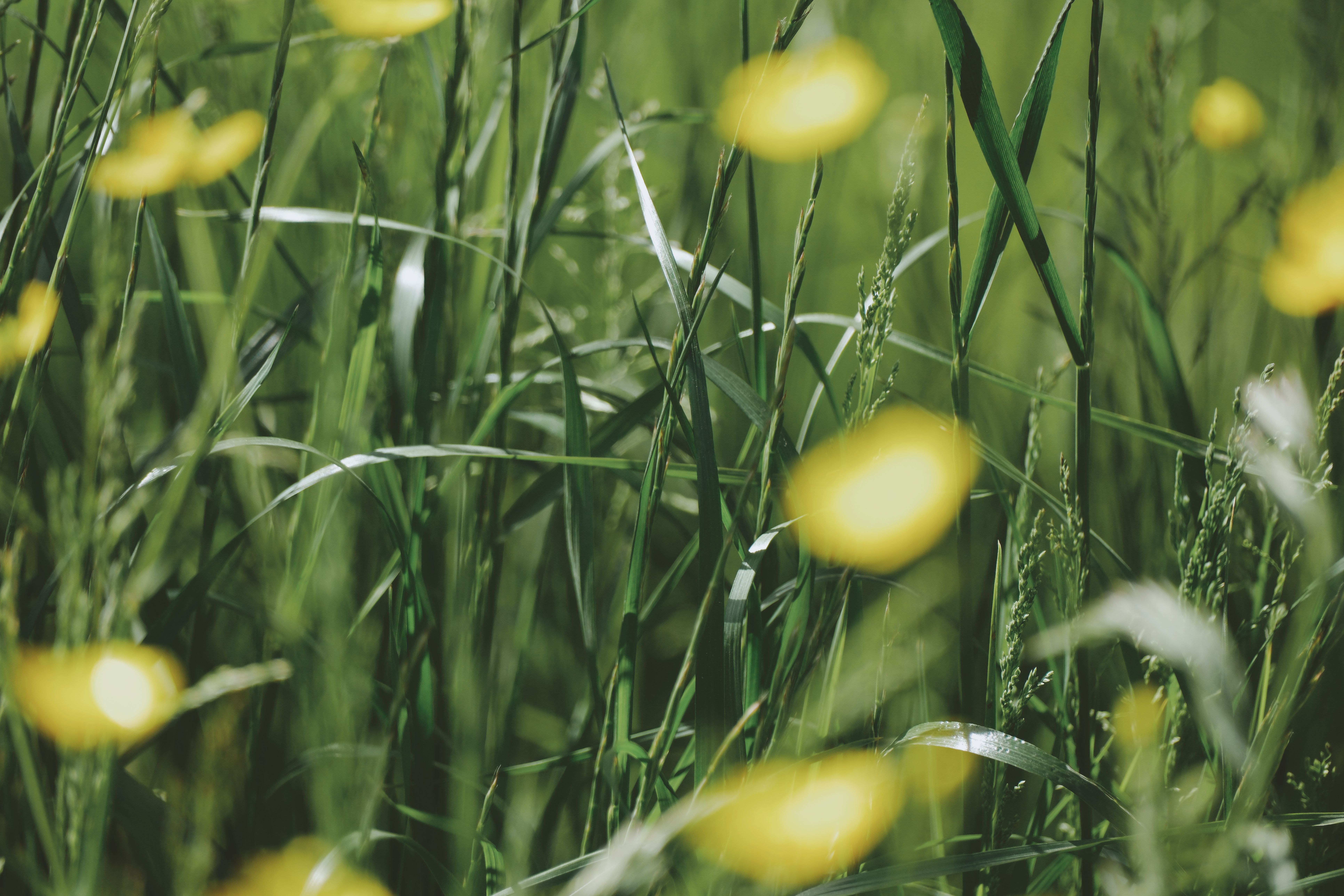 Green Nature Background Photos, Download The BEST Free Green Nature ...