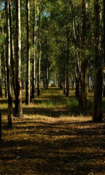 Peaceful eucalyptus forest pathway in İzmir, Türkiye with sunlight filtering through the trees.