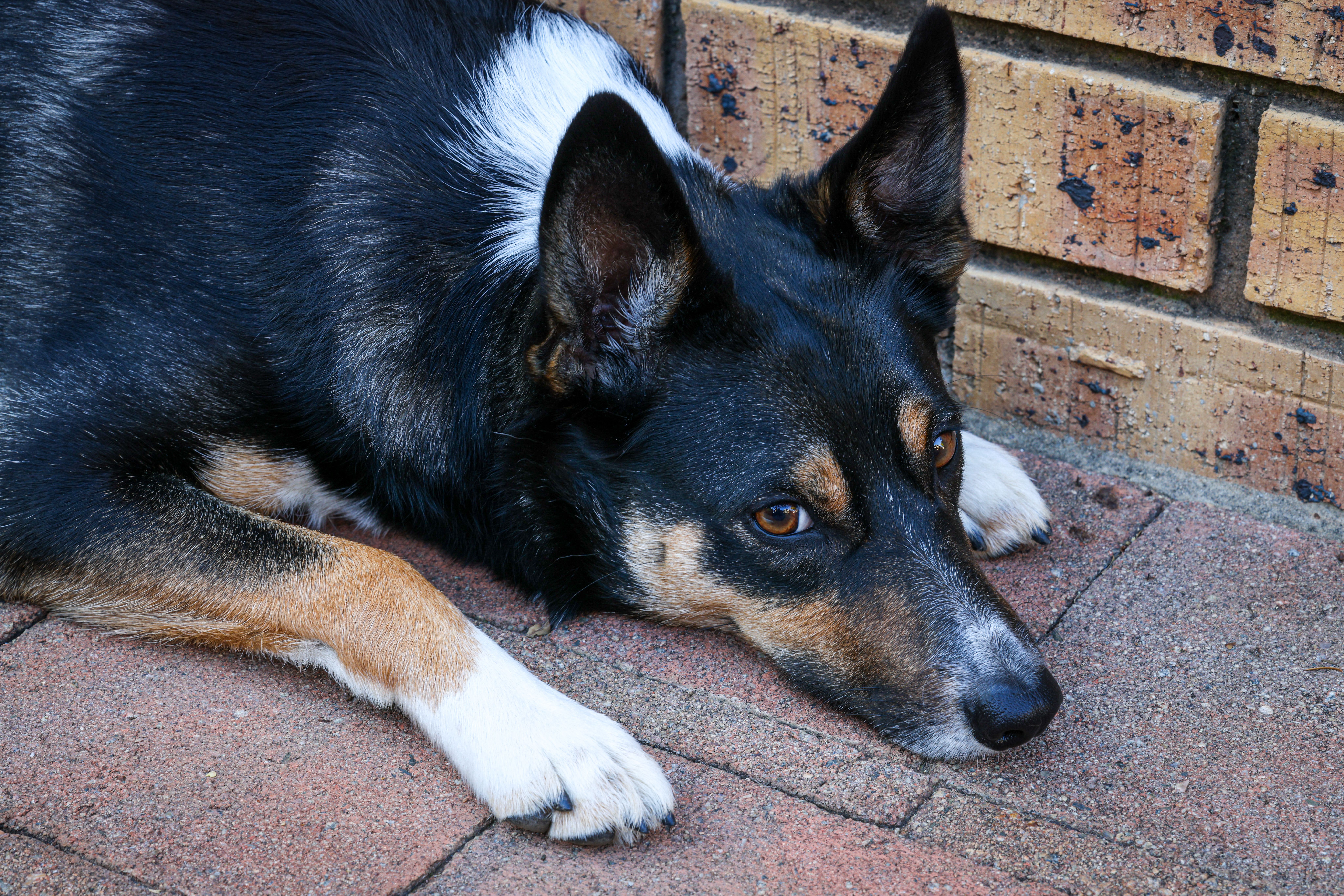 Does Neutering Calm A Dog Down? The Behavioral Truth About Spay And Neuter Surgery