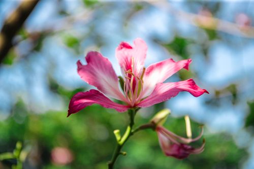 Free Vibrant pink Bauhinia flower blooming against a blurred natural background. Stock Photo